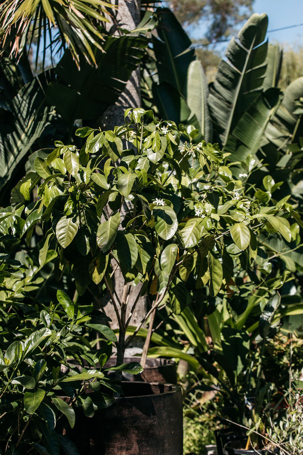 Flowering Plants